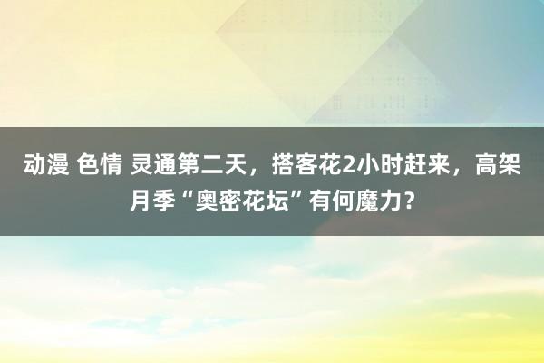 动漫 色情 灵通第二天，搭客花2小时赶来，高架月季“奥密花坛”有何魔力？